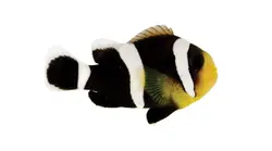 قیمت و خرید دلقک ماهی آفریقایی - 0 تا 100 نگهداری دلقک ماهی آفریقایی