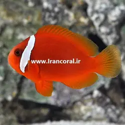 مشخصات، قیمت و خرید دلقک ماهی تومیتو - 0 تا 100 نگهداری دلقک ماهی تومیتو