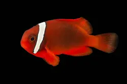 مشخصات، قیمت و خرید دلقک ماهی تومیتو - 0 تا 100 نگهداری دلقک ماهی تومیتو