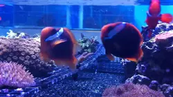 مشخصات، قیمت و خرید دلقک ماهی تومیتو - 0 تا 100 نگهداری دلقک ماهی تومیتو