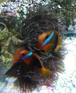 مشخصات، قیمت و خرید دلقک ماهی تومیتو - 0 تا 100 نگهداری دلقک ماهی تومیتو