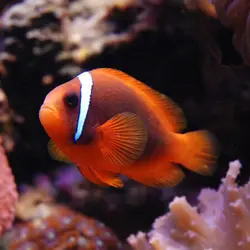 مشخصات، قیمت و خرید دلقک ماهی تومیتو - 0 تا 100 نگهداری دلقک ماهی تومیتو