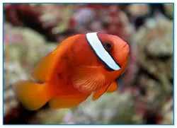 مشخصات، قیمت و خرید دلقک ماهی تومیتو - 0 تا 100 نگهداری دلقک ماهی تومیتو