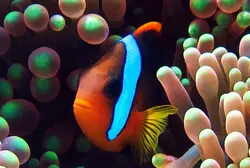 مشخصات، قیمت و خرید دلقک ماهی تومیتو - 0 تا 100 نگهداری دلقک ماهی تومیتو