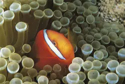 مشخصات، قیمت و خرید دلقک ماهی تومیتو - 0 تا 100 نگهداری دلقک ماهی تومیتو