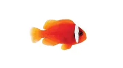 مشخصات، قیمت و خرید دلقک ماهی تومیتو - 0 تا 100 نگهداری دلقک ماهی تومیتو