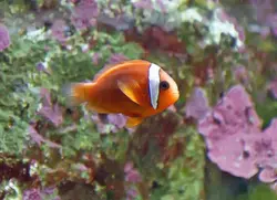 مشخصات، قیمت و خرید دلقک ماهی تومیتو - 0 تا 100 نگهداری دلقک ماهی تومیتو