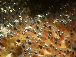 مشخصات، قیمت و خرید دلقک ماهی تومیتو - 0 تا 100 نگهداری دلقک ماهی تومیتو