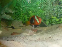 مشخصات، قیمت و خرید دلقک ماهی تومیتو - 0 تا 100 نگهداری دلقک ماهی تومیتو