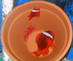 مشخصات، قیمت و خرید دلقک ماهی تومیتو - 0 تا 100 نگهداری دلقک ماهی تومیتو