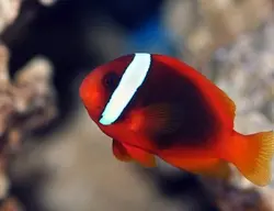 مشخصات، قیمت و خرید دلقک ماهی تومیتو - 0 تا 100 نگهداری دلقک ماهی تومیتو