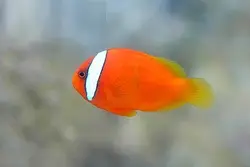 مشخصات، قیمت و خرید دلقک ماهی تومیتو - 0 تا 100 نگهداری دلقک ماهی تومیتو