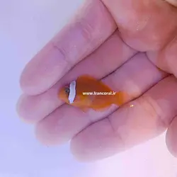 مشخصات، قیمت و خرید دلقک ماهی تومیتو - 0 تا 100 نگهداری دلقک ماهی تومیتو