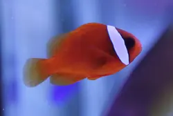 مشخصات، قیمت و خرید دلقک ماهی تومیتو - 0 تا 100 نگهداری دلقک ماهی تومیتو