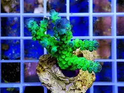 مرجان اکروپورا تنوئس سبز الترا - فروشگاه اینترنتی ایران کورال