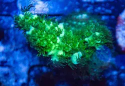 مرجان اکروپورا تنوئس سبز الترا - فروشگاه اینترنتی ایران کورال