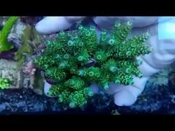 مرجان اکروپورا تنوئس سبز الترا - فروشگاه اینترنتی ایران کورال