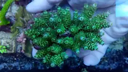 مرجان اکروپورا تنوئس سبز الترا - فروشگاه اینترنتی ایران کورال