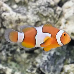 قیمت و خرید دلقک ماهی پرکولا- 0 تا 100 دلقک ماهی پرکولا در ایران کورال