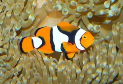 قیمت و خرید دلقک ماهی پرکولا- 0 تا 100 دلقک ماهی پرکولا در ایران کورال