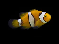 قیمت و خرید دلقک ماهی پرکولا- 0 تا 100 دلقک ماهی پرکولا در ایران کورال