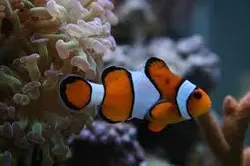 قیمت و خرید دلقک ماهی پرکولا- 0 تا 100 دلقک ماهی پرکولا در ایران کورال