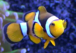 قیمت و خرید دلقک ماهی پرکولا- 0 تا 100 دلقک ماهی پرکولا در ایران کورال