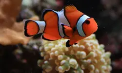 قیمت و خرید دلقک ماهی پرکولا- 0 تا 100 دلقک ماهی پرکولا در ایران کورال