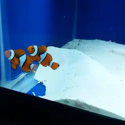 قیمت و خرید دلقک ماهی پرکولا- 0 تا 100 دلقک ماهی پرکولا در ایران کورال