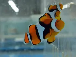 قیمت و خرید دلقک ماهی پرکولا- 0 تا 100 دلقک ماهی پرکولا در ایران کورال