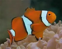 قیمت و خرید دلقک ماهی پرکولا- 0 تا 100 دلقک ماهی پرکولا در ایران کورال