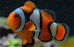 قیمت و خرید دلقک ماهی پرکولا- 0 تا 100 دلقک ماهی پرکولا در ایران کورال