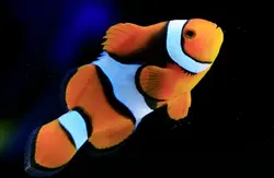 قیمت و خرید دلقک ماهی پرکولا- 0 تا 100 دلقک ماهی پرکولا در ایران کورال