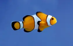 قیمت و خرید دلقک ماهی پرکولا- 0 تا 100 دلقک ماهی پرکولا در ایران کورال