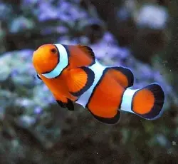 قیمت و خرید دلقک ماهی پرکولا- 0 تا 100 دلقک ماهی پرکولا در ایران کورال