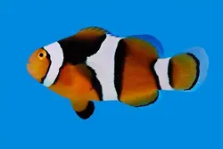 قیمت و خرید دلقک ماهی پرکولا- 0 تا 100 دلقک ماهی پرکولا در ایران کورال