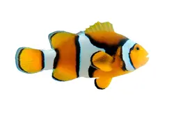 قیمت و خرید دلقک ماهی پرکولا- 0 تا 100 دلقک ماهی پرکولا در ایران کورال