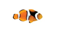 قیمت و خرید دلقک ماهی پرکولا- 0 تا 100 دلقک ماهی پرکولا در ایران کورال