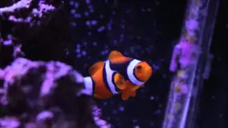 قیمت و خرید دلقک ماهی پرکولا- 0 تا 100 دلقک ماهی پرکولا در ایران کورال