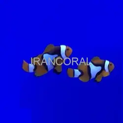 قیمت و خرید دلقک ماهی پرکولا- 0 تا 100 دلقک ماهی پرکولا در ایران کورال