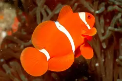 قیمت و خرید دلقک ماهی مارون- 0 تا 100 دلقک ماهی مارون به همراه