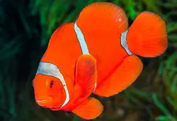 قیمت و خرید دلقک ماهی مارون- 0 تا 100 دلقک ماهی مارون به همراه