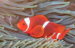 قیمت و خرید دلقک ماهی مارون- 0 تا 100 دلقک ماهی مارون به همراه