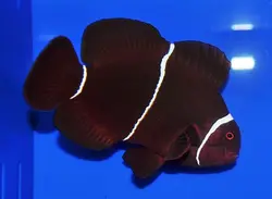 قیمت و خرید دلقک ماهی مارون- 0 تا 100 دلقک ماهی مارون به همراه