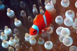 قیمت و خرید دلقک ماهی مارون- 0 تا 100 دلقک ماهی مارون به همراه