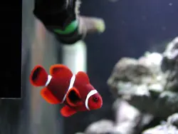 قیمت و خرید دلقک ماهی مارون- 0 تا 100 دلقک ماهی مارون به همراه