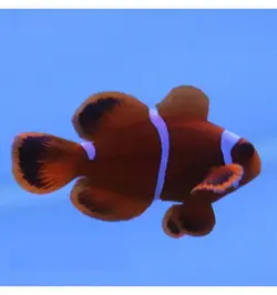 قیمت و خرید دلقک ماهی مارون- 0 تا 100 دلقک ماهی مارون به همراه