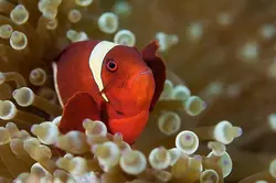 قیمت و خرید دلقک ماهی مارون- 0 تا 100 دلقک ماهی مارون به همراه