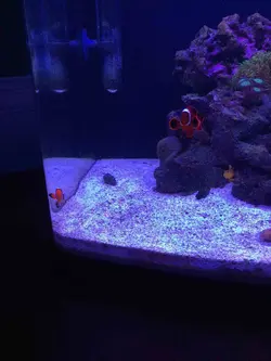 قیمت و خرید دلقک ماهی مارون- 0 تا 100 دلقک ماهی مارون به همراه