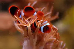 قیمت و خرید دلقک ماهی مارون- 0 تا 100 دلقک ماهی مارون به همراه